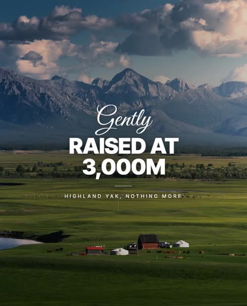 Gently raised at 3,000m — highland yak post