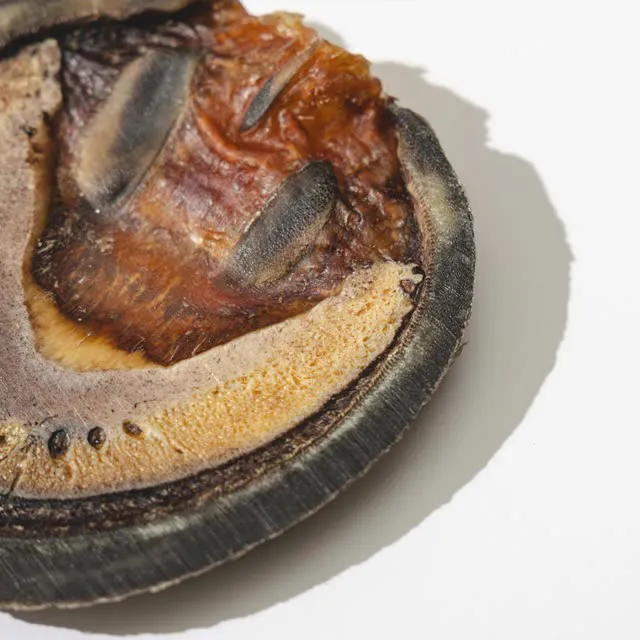 Horse Hoof