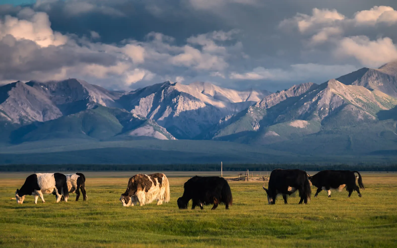 Mongolia — Belcher