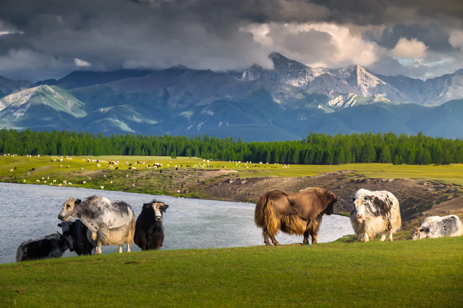 Mongolia — Belcher
